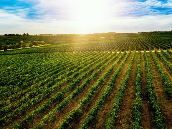Land of Plenty